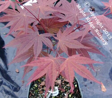 Acer palmatum 'The Bishop' - mapleridgenursery